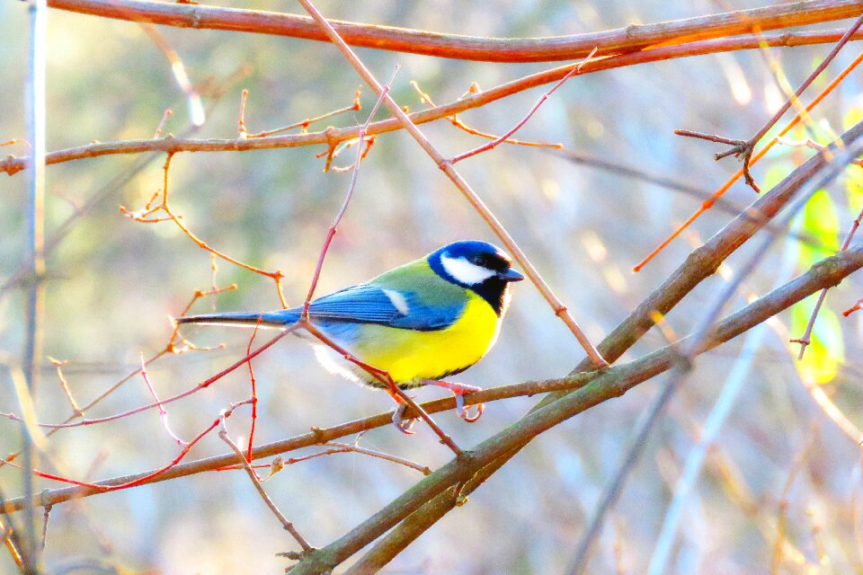 Chickadee tits great tit