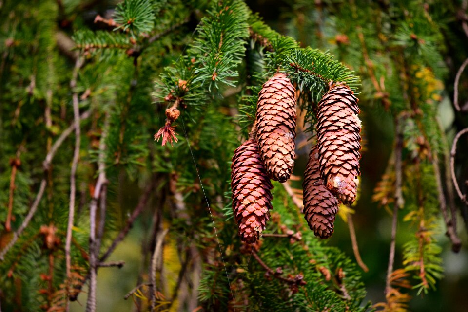 Conifer autumn fruit