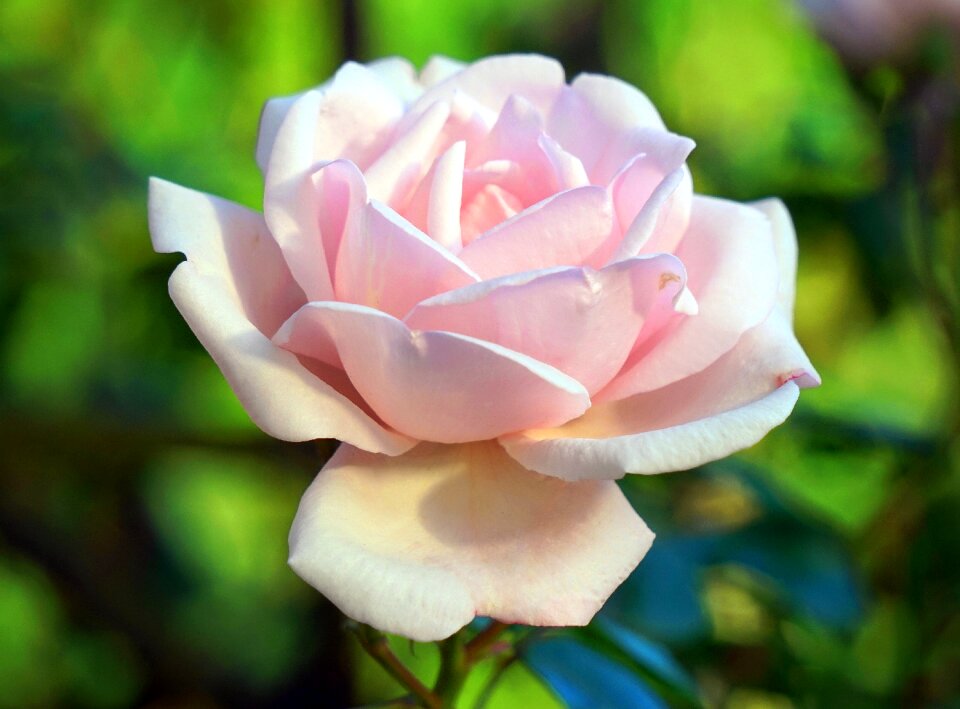 Pink rose flower nature