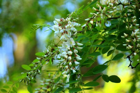 Spring may white flowers photo