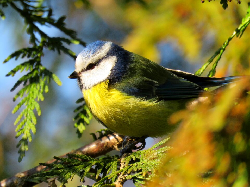 Tree birds beak