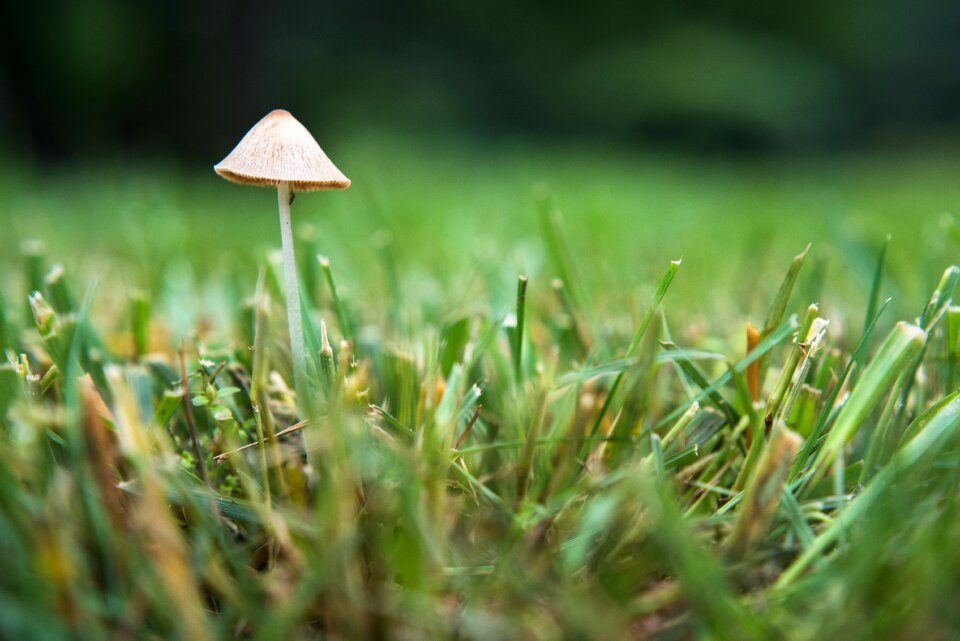 Toadstool mushroom green