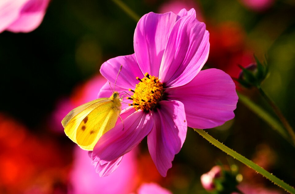 Cosmea flower plant