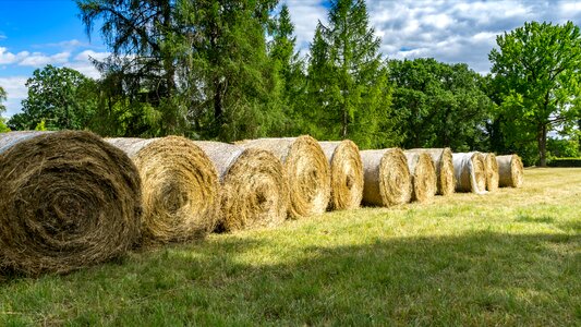 Summer landscape bale