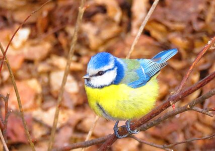 Nature birds tree
