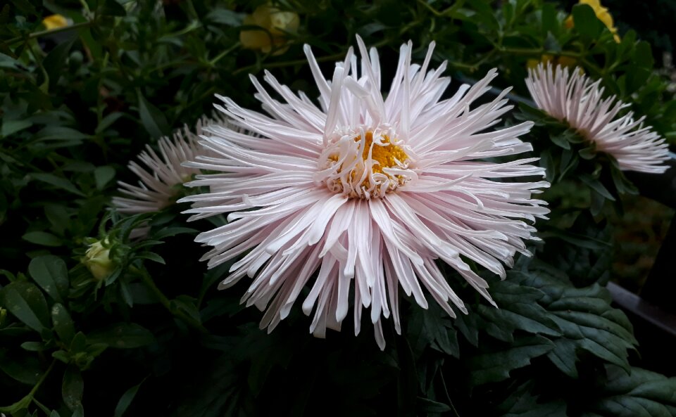 White summer meadow balcony photo