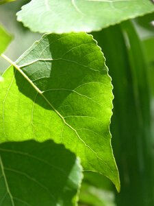 Green spring poplar