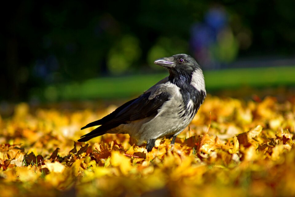 Bird nature beak