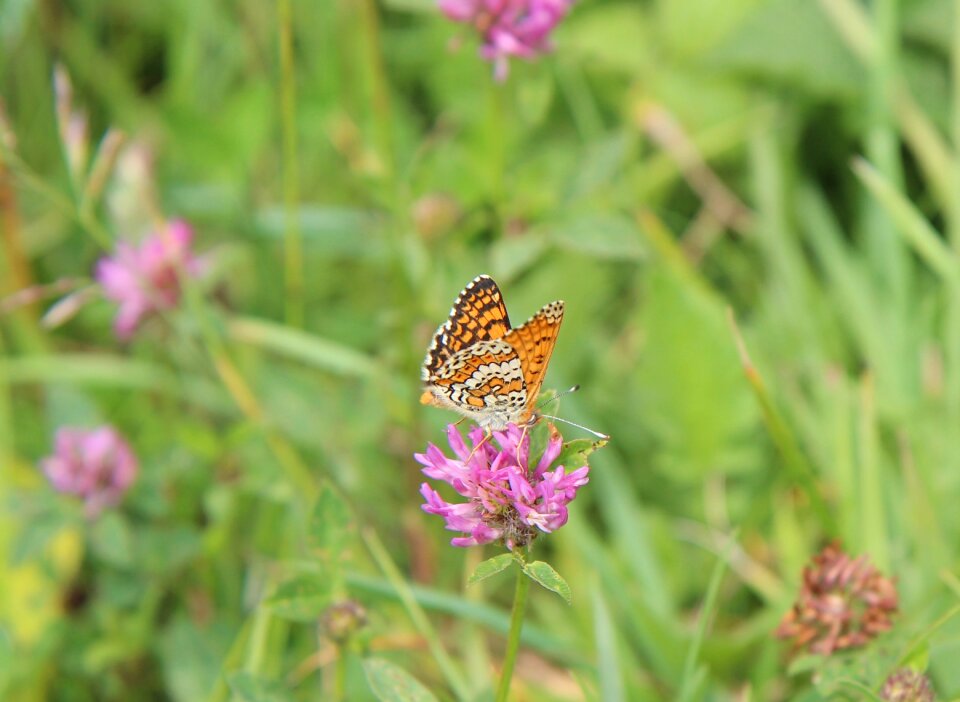 Orange butterfly nature insect photo