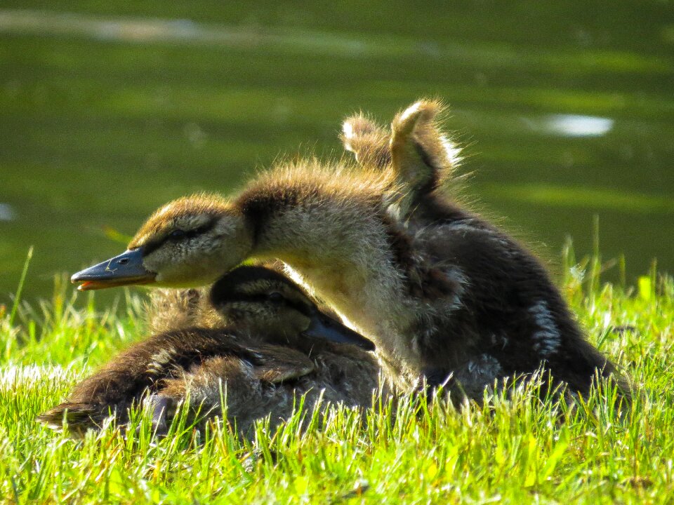 Duck chicks ducklings photo