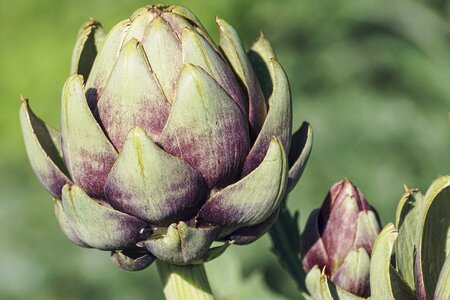 Healthy plant vitamins