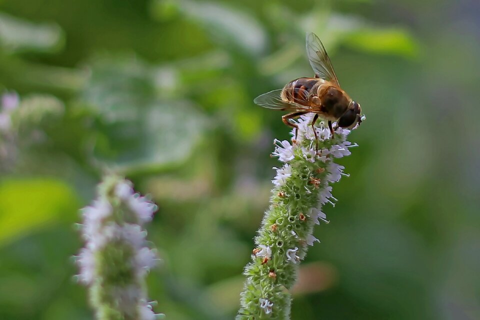 Insect flower pollen