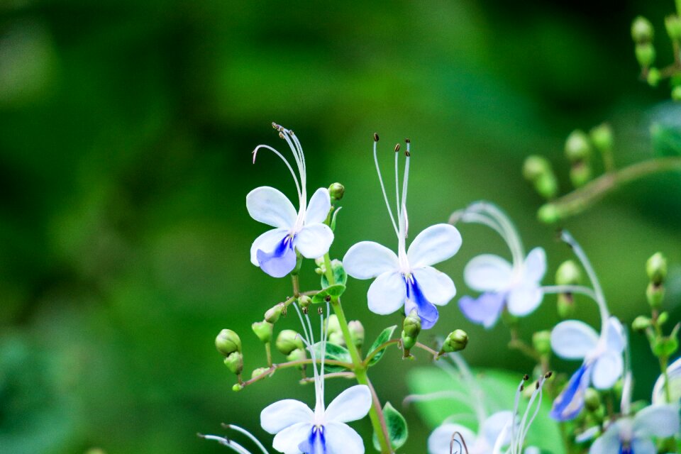 Leaf summer blue butterfly flower photo