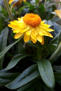 Summer meadow nature plant photo