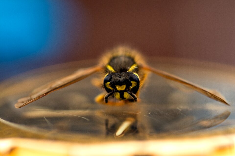 Wasp close up animal