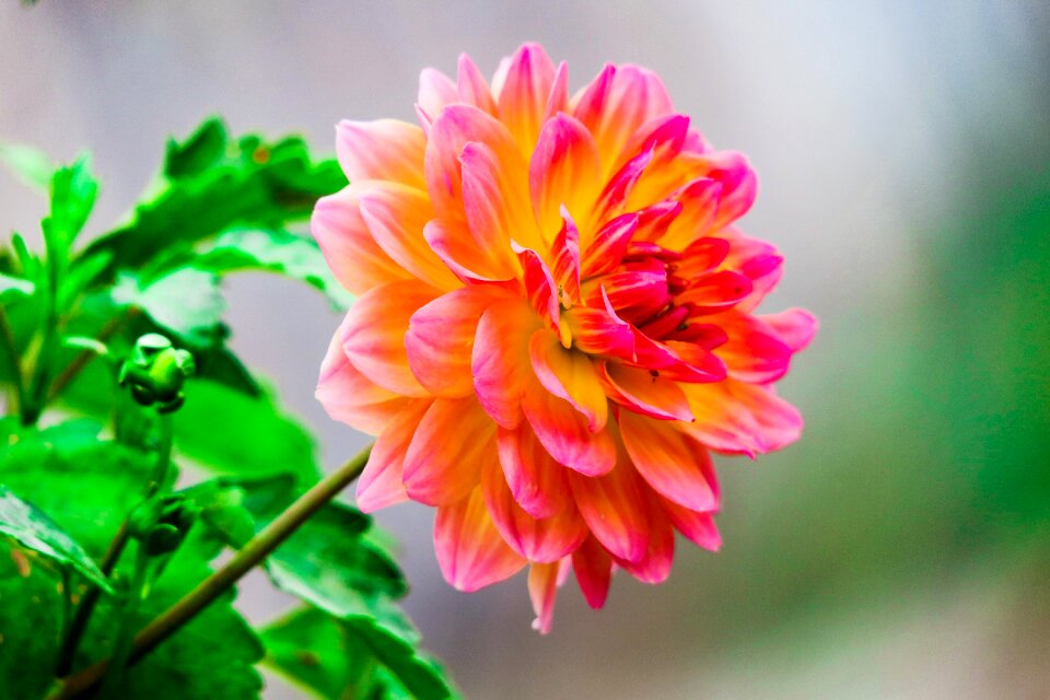 Summer garden petal