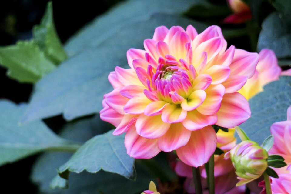 Garden leaf dahlia