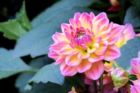 Garden leaf dahlia