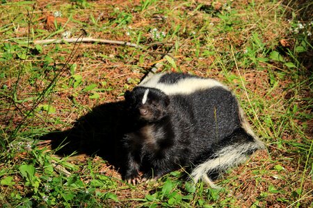 Flora fur stripes