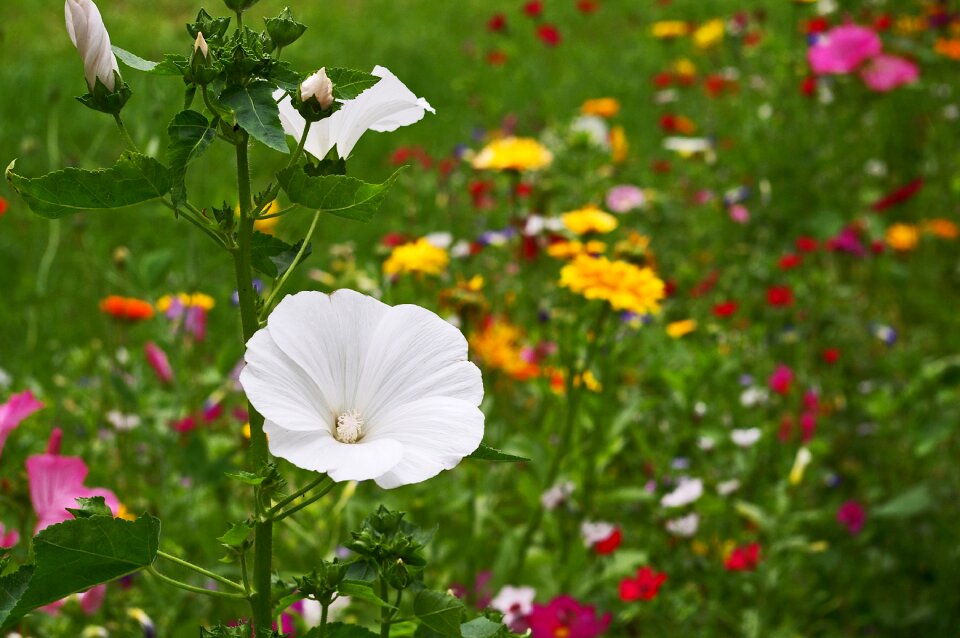 Nature bloom flowers