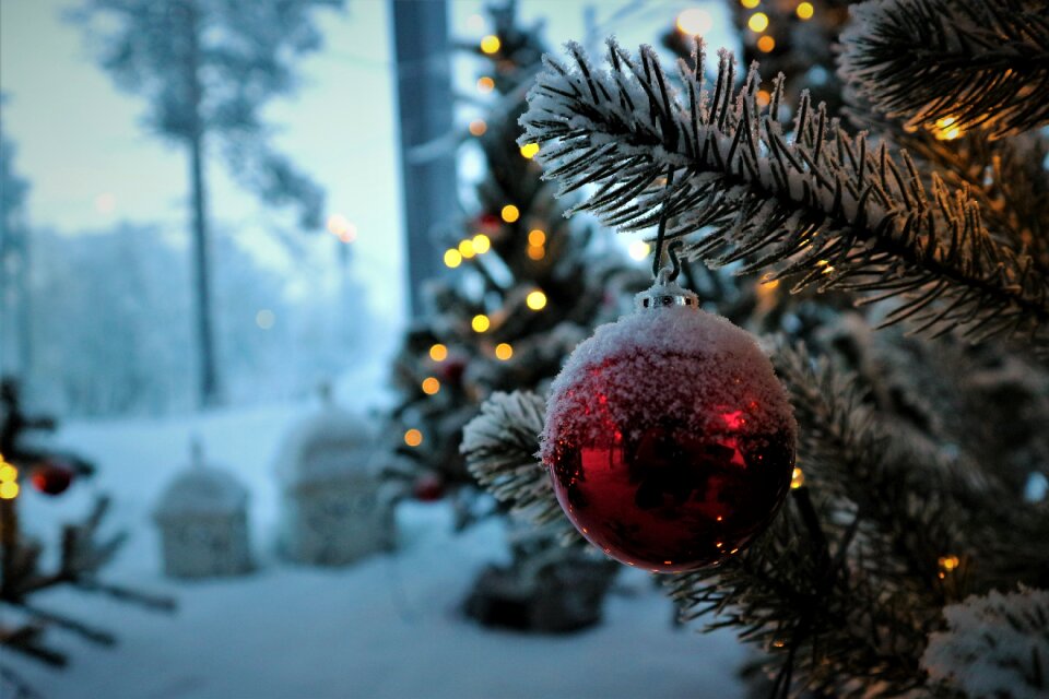 Winter snow tree