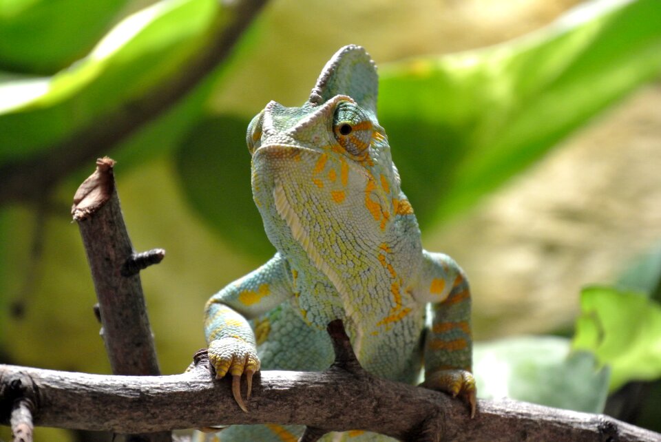 Close up animal world nature