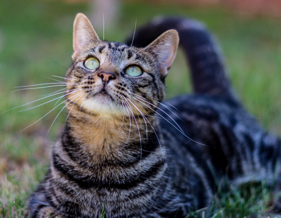 Wildcat feline animal photo