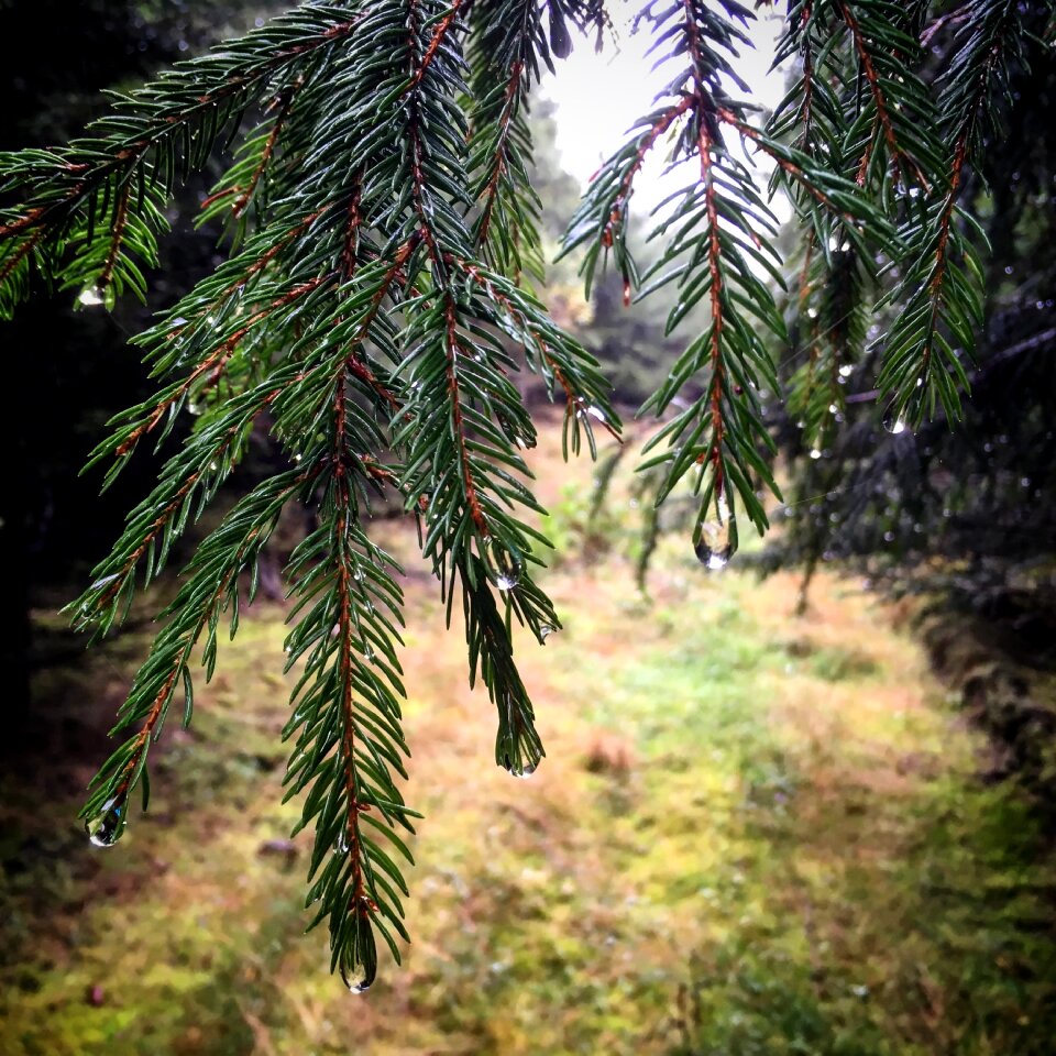 Fir tree branch conifer