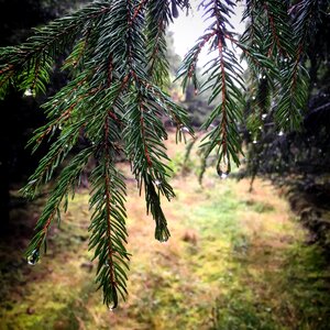 Fir tree branch conifer photo