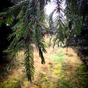 Fir tree branch conifer