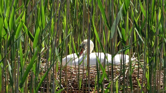 Swan's nest sweltering swan water bird