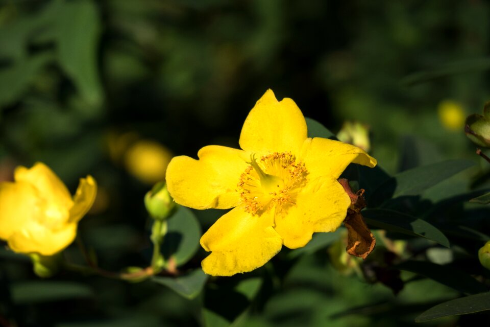 Bloom forest-translucent poppy cambrian translucent poppy