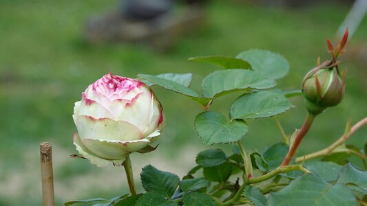 Pink hatching Free photos