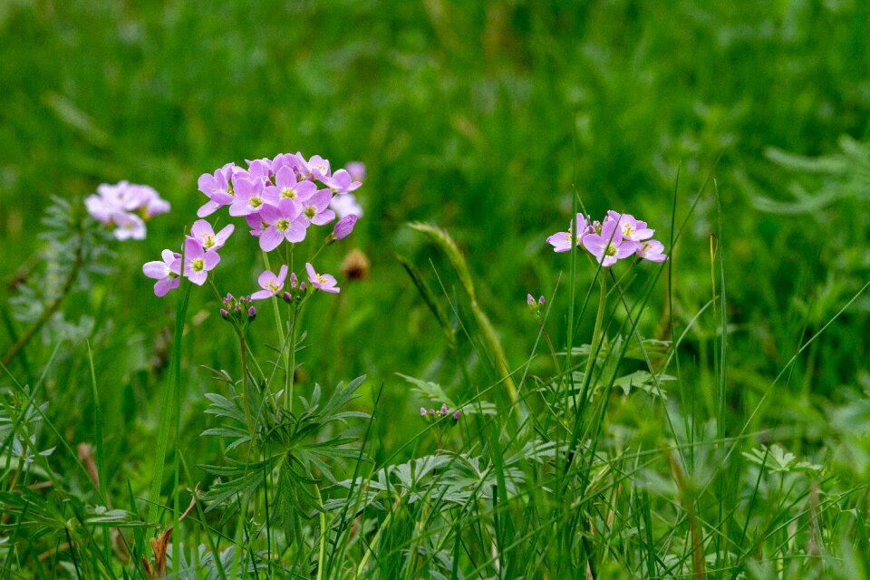 Nature field grass