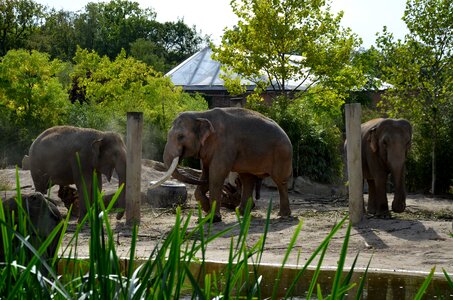 Nature animals mammal