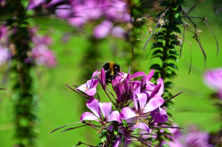 Plant nectar pollen
