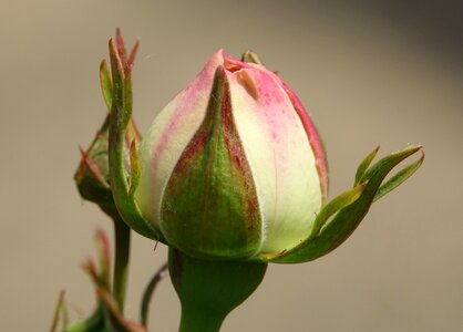 Pink hatching button photo