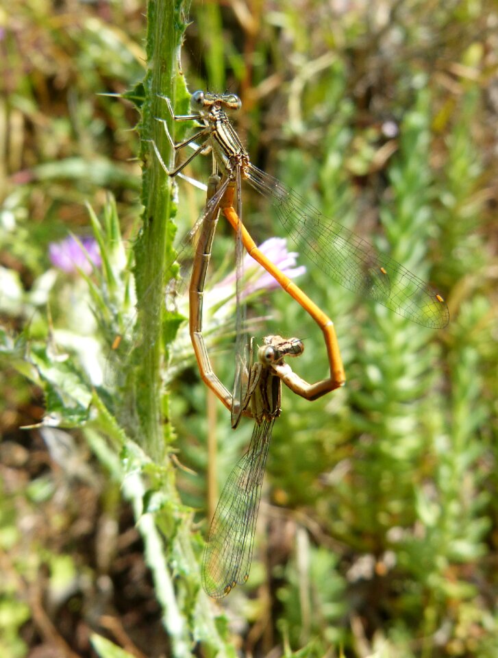 Insects mating copulation sympecma fusca