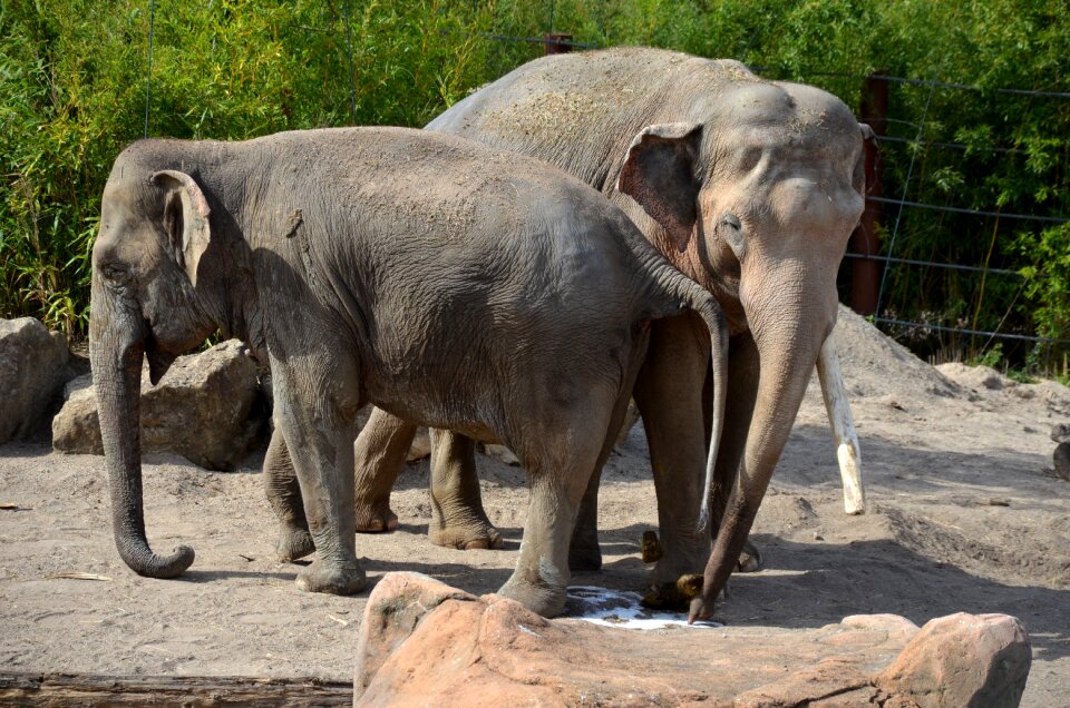 Nature animals mammal