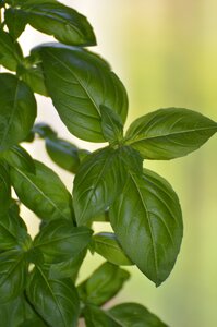 Garden nature green