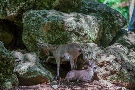 Nature wild mammal