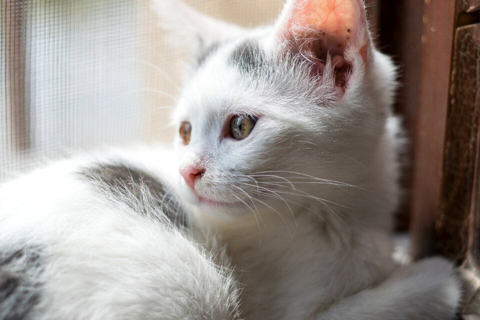 Domino eyes cute