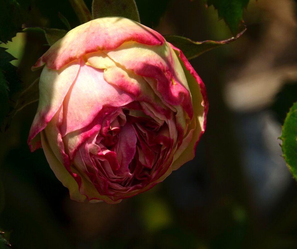 Pink hatching Free photos