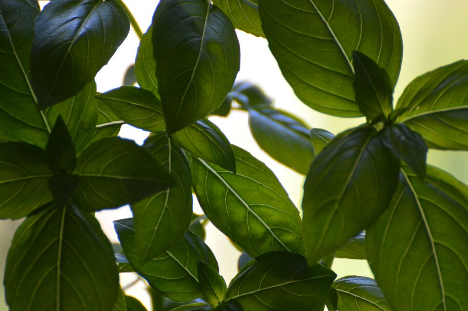 Garden nature green