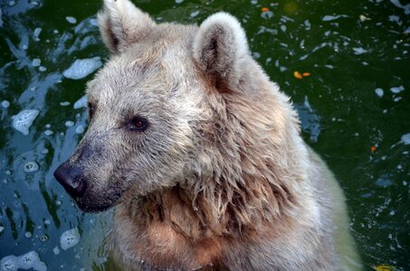 Brown bear water nature