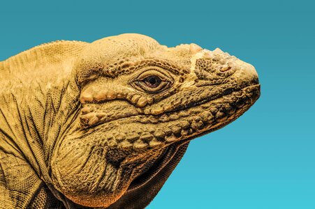 Zoo iguana scale
