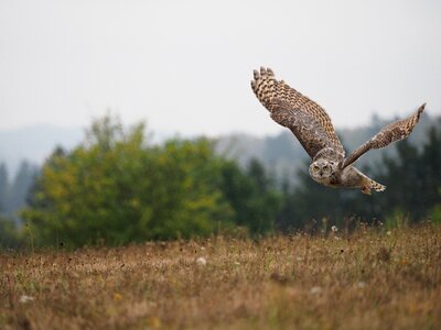 Sabertooth tiger flight predator photo