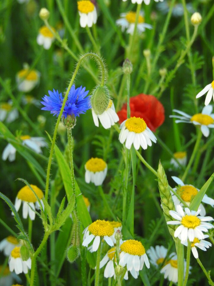 Poppy nature flower