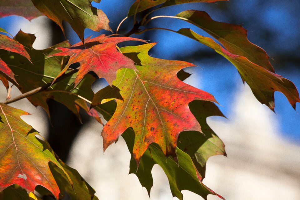 Leaves green fall foliage photo