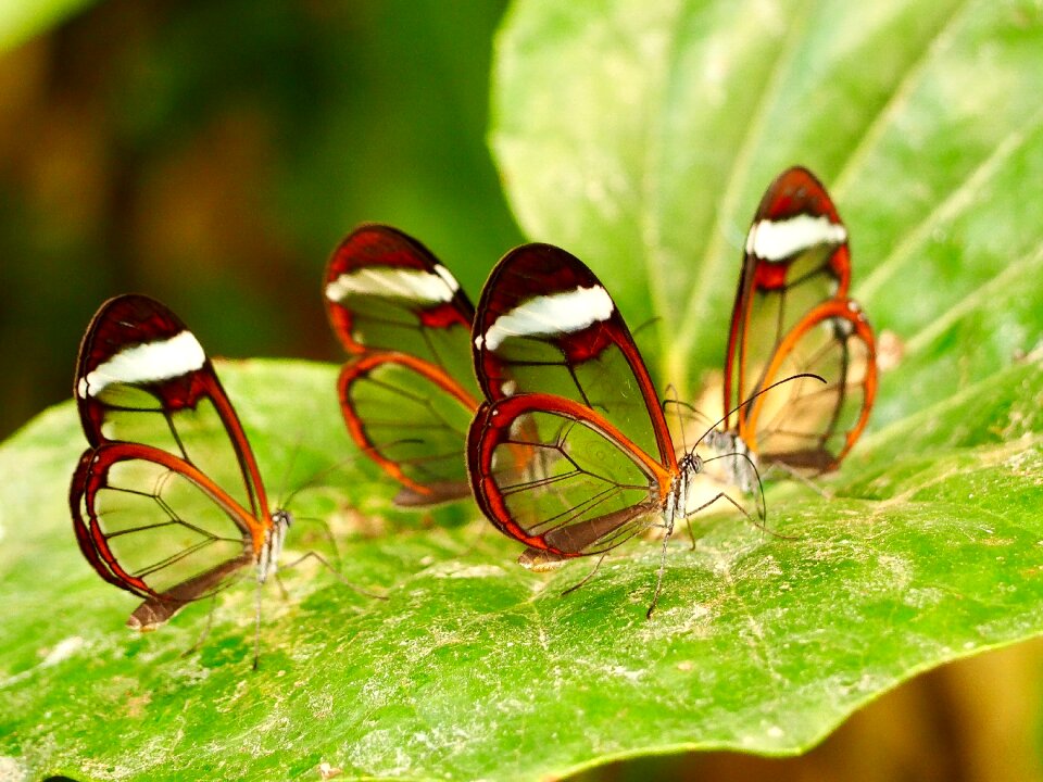 Close up nature macro